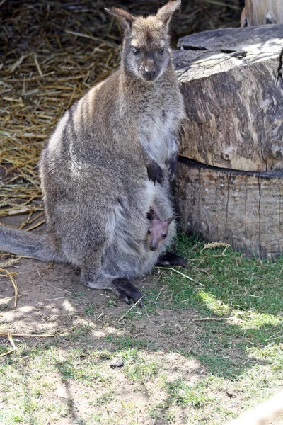 Mother and baby wallaby — Stock Photo, Image