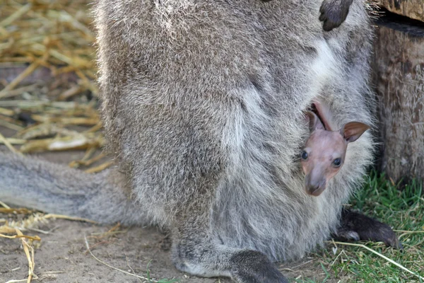 母亲和婴儿的小袋鼠 — 图库照片