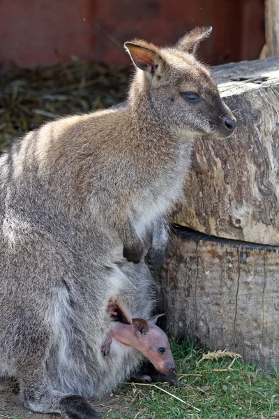 Мати і дитина Wallaby — стокове фото