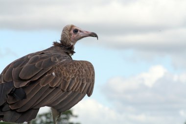 Bird of prey vulture clipart