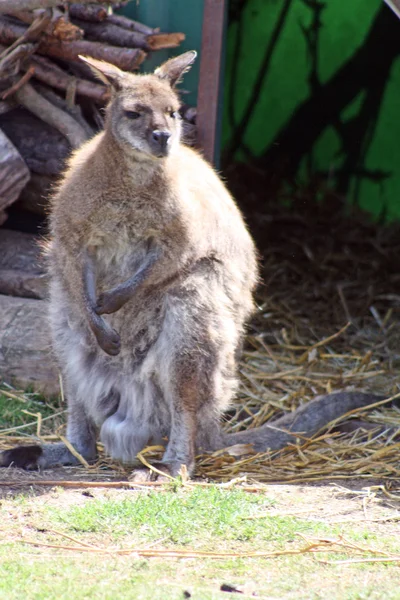Impressionante macho wallaby — Fotografia de Stock