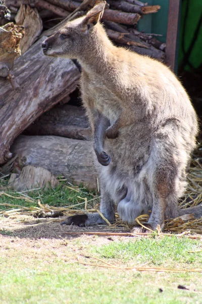 Çarpıcı erkek wallaby — Stok fotoğraf