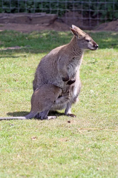 Stunning wallaby — Stock Photo, Image