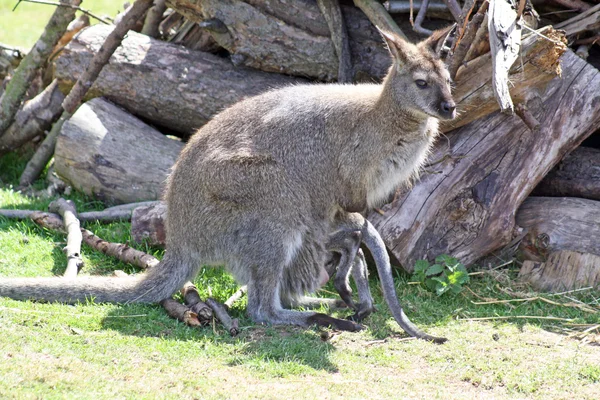 Anya és a baba kenguru — Stock Fotó