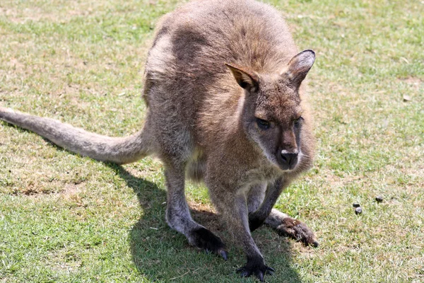 Wallaby deslumbrante — Fotografia de Stock