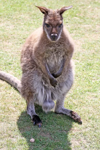 Büyük erkek wallaby — Stok fotoğraf