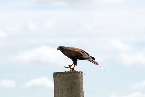 Pájaro de presa — Foto de Stock