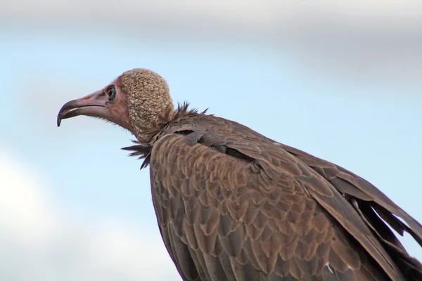 Bird of prey vulture — Stock Photo, Image