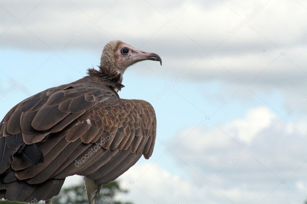 Bird of prey vulture