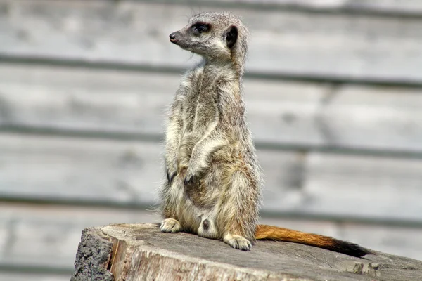 Приголомшливі meerkat — стокове фото