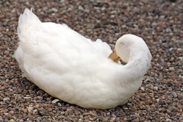 Pato branco grande — Fotografia de Stock