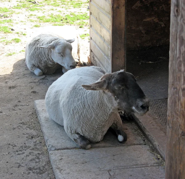 Two sheep — Stock Photo, Image