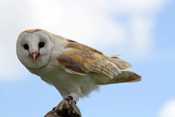 Beautiful barn owl — Stock Photo, Image
