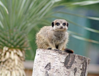 Meerkat clipart