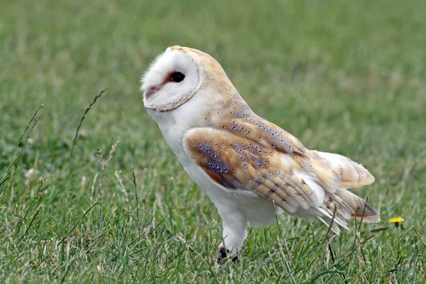 Stunning owl — Stock Photo, Image