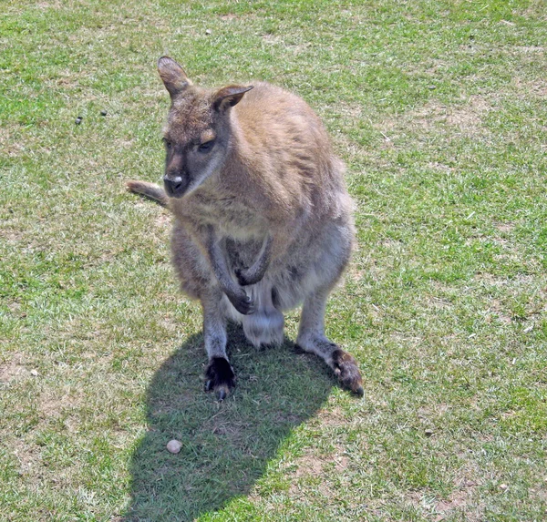 Wallaby deslumbrante — Fotografia de Stock