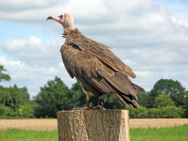 Vulture bird of prey — Stock Photo, Image