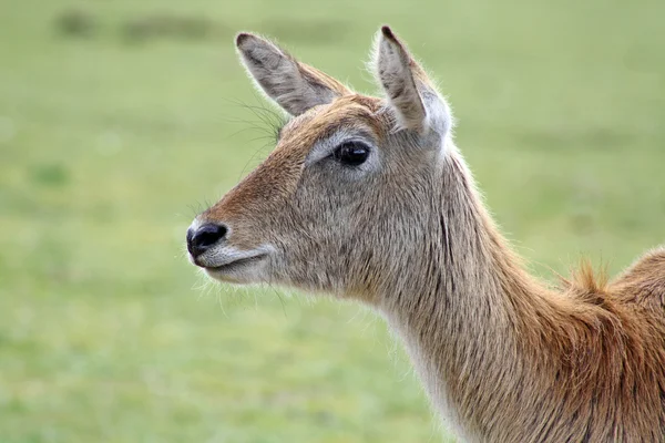 令人惊叹的红鹿 — 图库照片