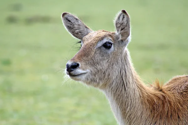 A stunning red deer — Stock Photo, Image