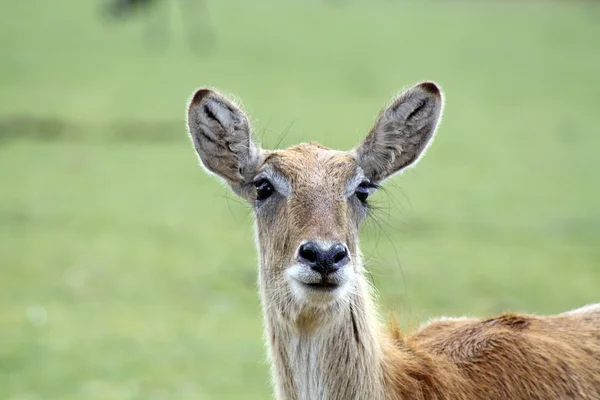 Çarpıcı kırmızı geyik — Stok fotoğraf