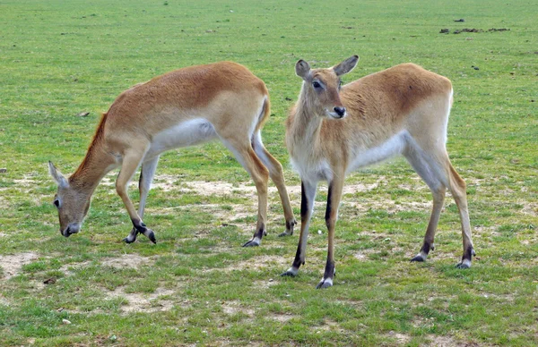 令人惊叹的红鹿 — 图库照片