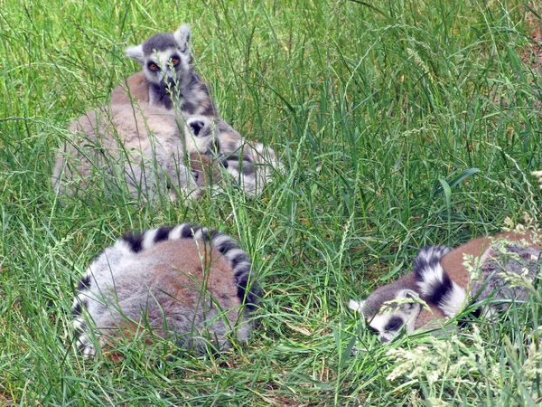 Lemurs — Stock fotografie
