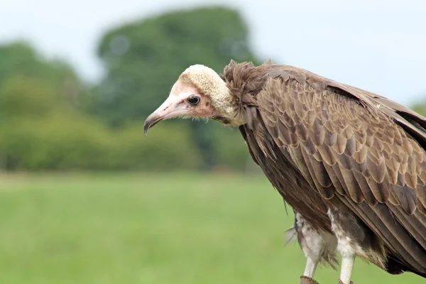 Un avvoltoio mozzafiato — Foto Stock