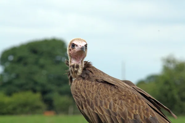 Um abutre deslumbrante — Fotografia de Stock
