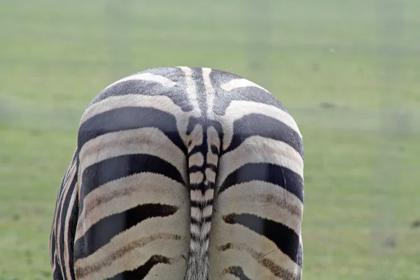 Çarpıcı zebra — Stok fotoğraf