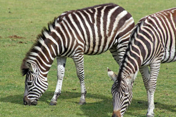 Zebra deslumbrante — Fotografia de Stock