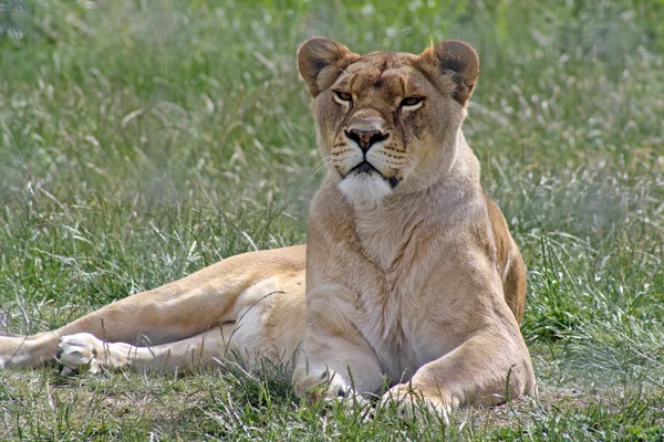 Female lioness — Stock Photo, Image
