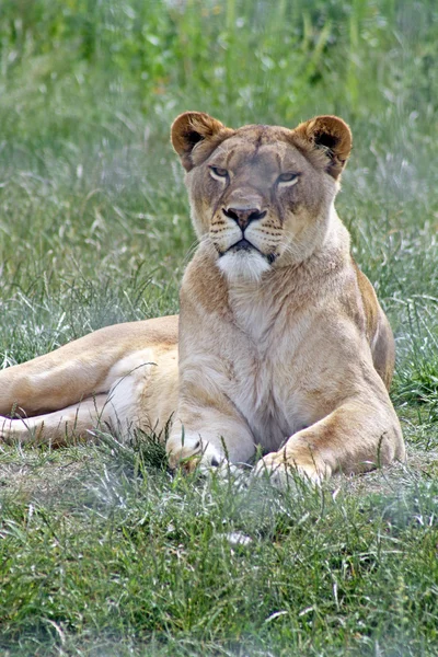 Kobiety lwica — Zdjęcie stockowe
