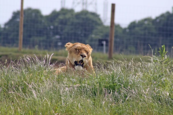 Female lioness — Stock Photo, Image