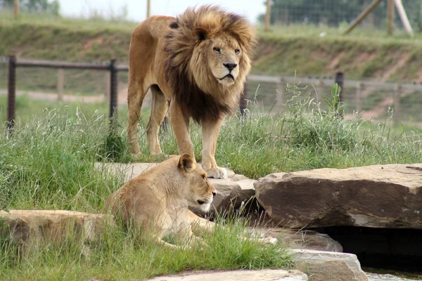 Löwenweibchen und -männchen — Stockfoto