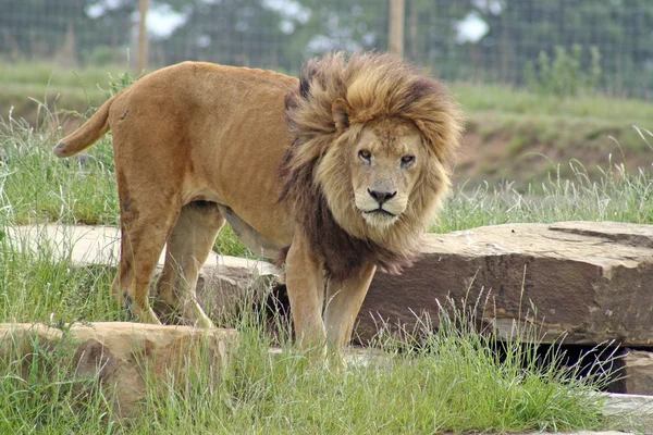 Чоловічий лев — стокове фото