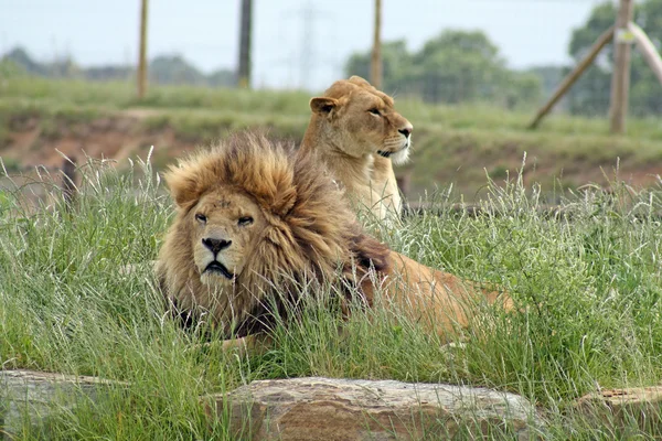 Löwenweibchen und -männchen — Stockfoto