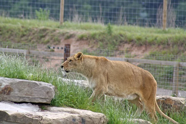 Fmale lioness — Stock Photo, Image