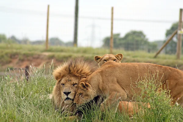 女性和男性的狮子 — 图库照片