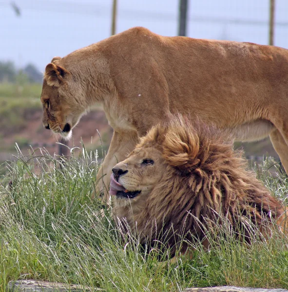 Θηλυκό και αρσενικό λιοντάρι — Φωτογραφία Αρχείου