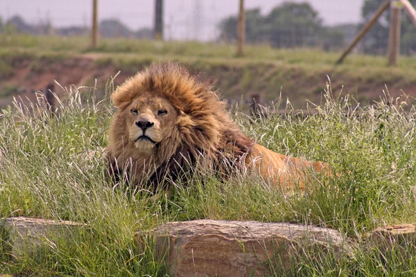 Erkek aslan — Stok fotoğraf