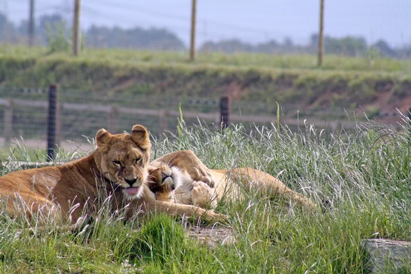 Fmale lioness — Stock Photo, Image