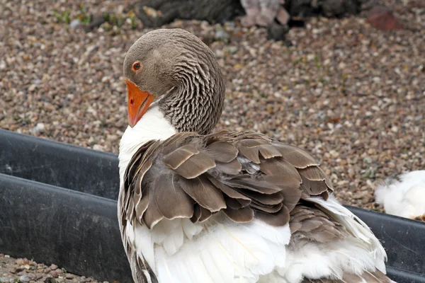 Büyük ördek — Stok fotoğraf