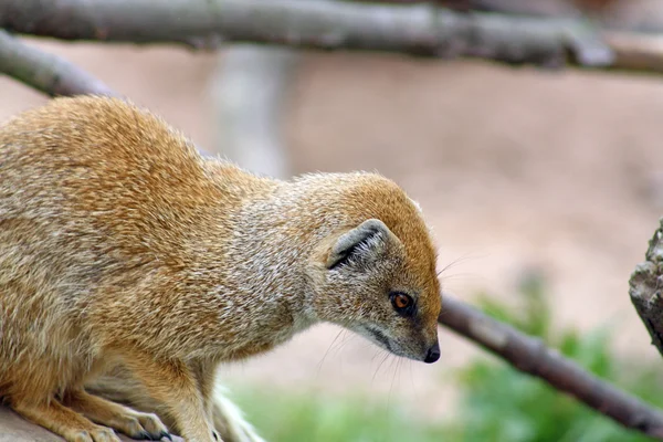 Приголомшливі mongoose — стокове фото