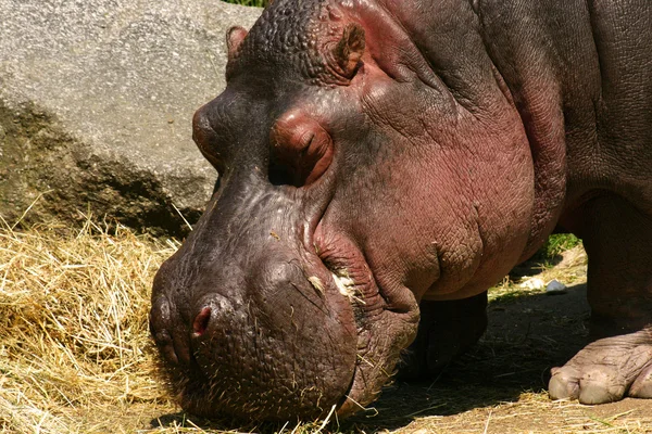 stock image Big hippo