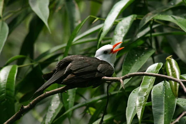 stock image Small bird