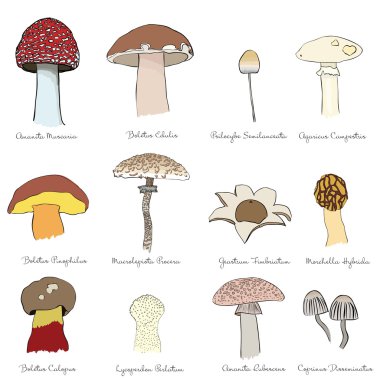 Mushrooms clipart