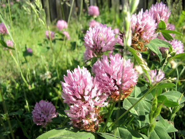Flor de trébol (Trifolium pratense ) — Foto de Stock
