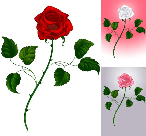 Piros rózsa fehér — Stock Vector