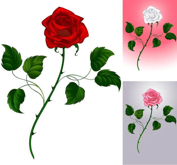 Красная роза на белом Лицензионные Стоковые Векторы