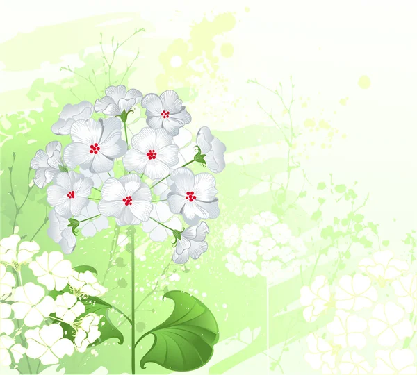 Fehér vadvirágok — Stock Vector
